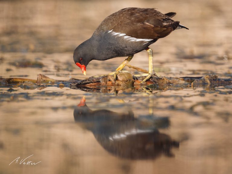 Teichralle (Gallinula chloropus)