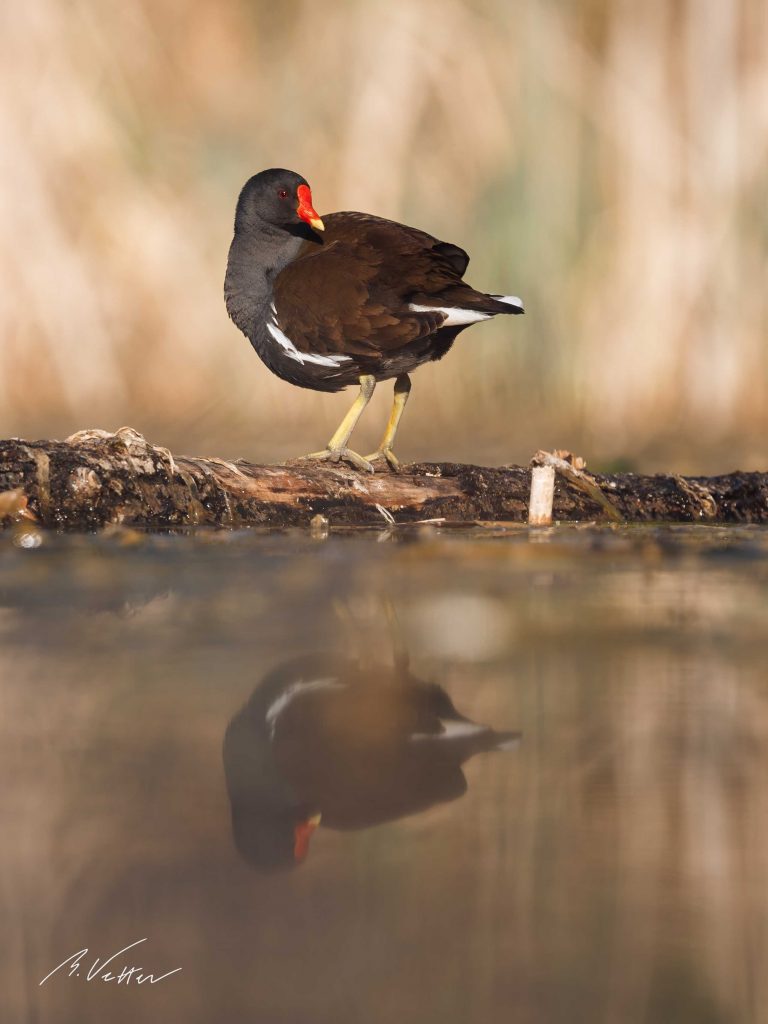 Teichralle (Gallinula chloropus)