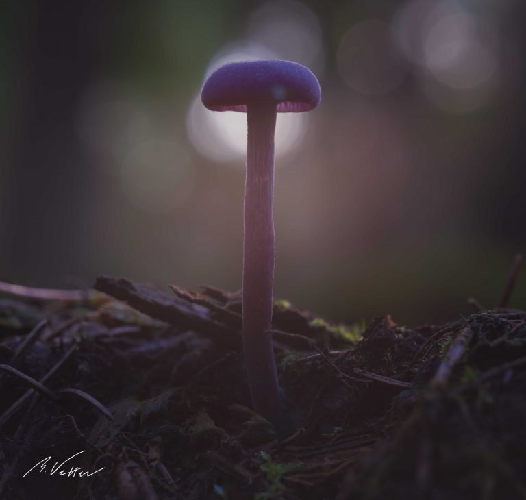 Violetter Lacktrichterling (Laccaria amethystina)