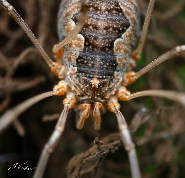 Weberknechte (Opiliones)