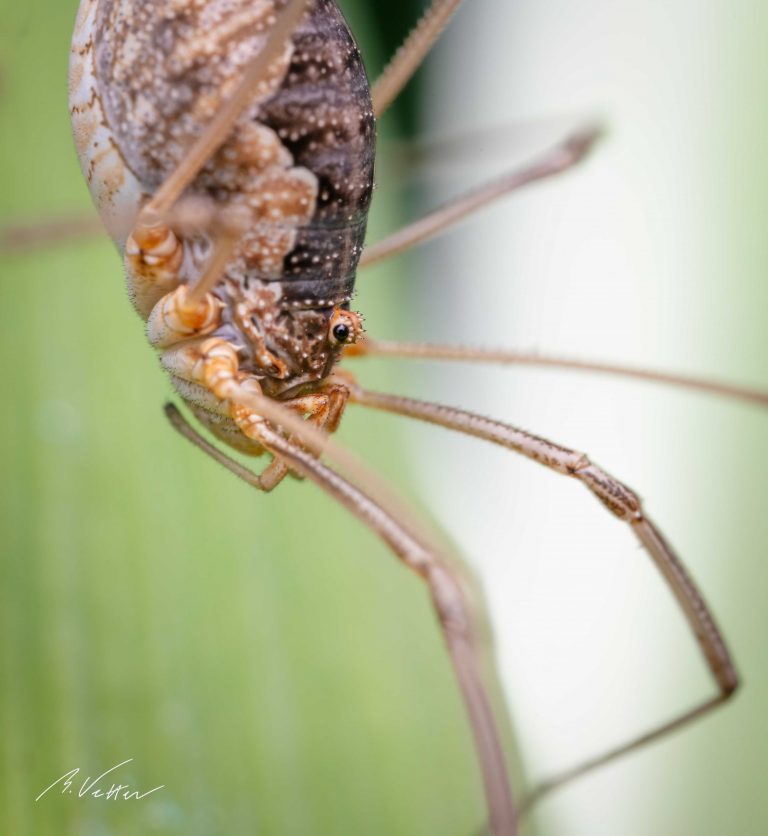 Weberknechte (Opiliones)