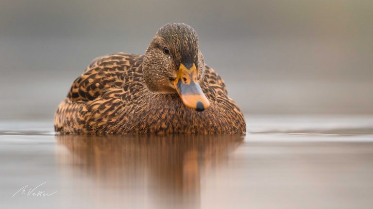 Weibliche Stockente (Anas platyrhynchos)