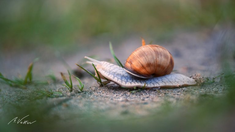 Weinbergschnecke (Helix pomatia)