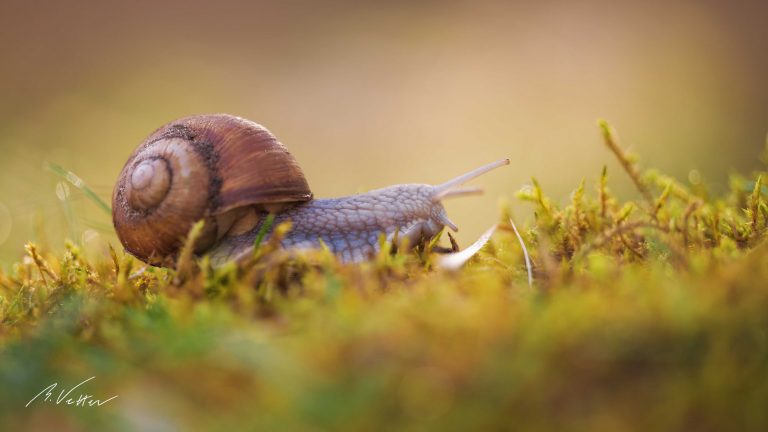 Weinbergschnecke (Helix pomatia)