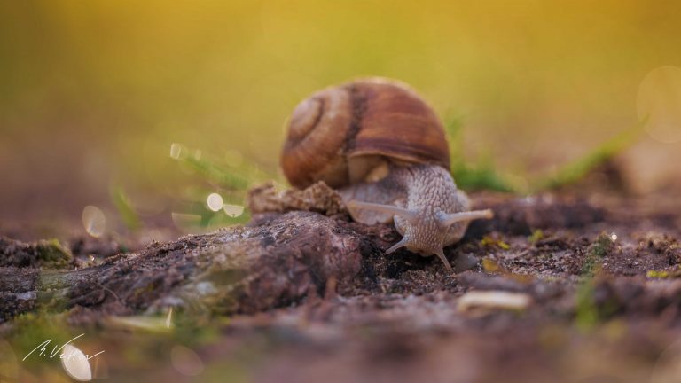 Weinbergschnecke (Helix pomatia)