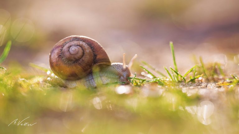 Weinbergschnecke (Helix pomatia)