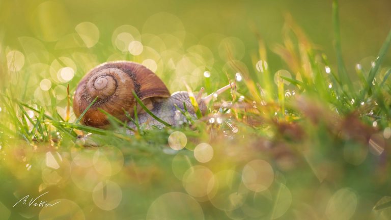 Weinbergschnecke (Helix pomatia)