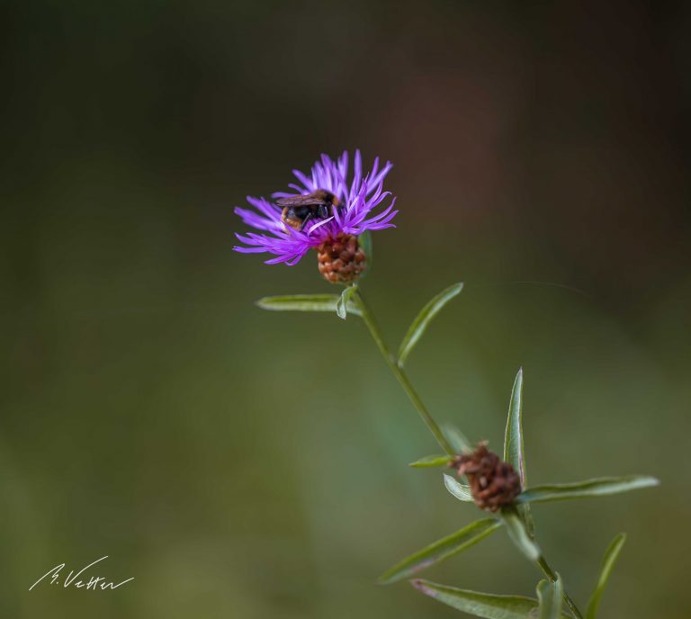 Wiesen Flockenblume (Centaurea jacea)