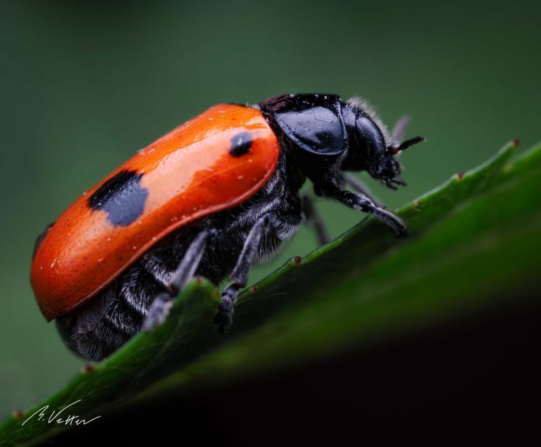 Zweipunktige Fallkäfer (Cryptocephalus bipunctatus)