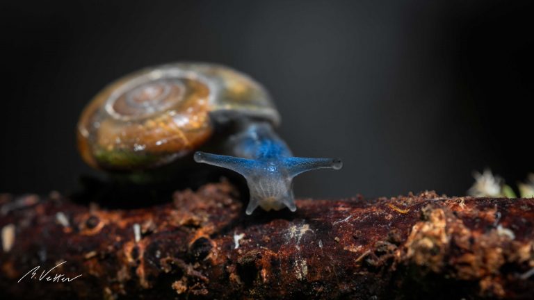 blaue Glanzschnecken (Oxychilidae)