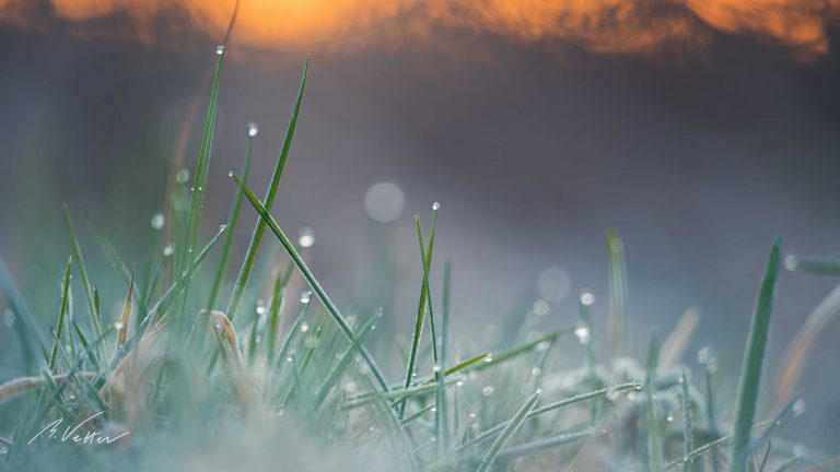 Gefrorene Grashalme im Sonnenaufgang