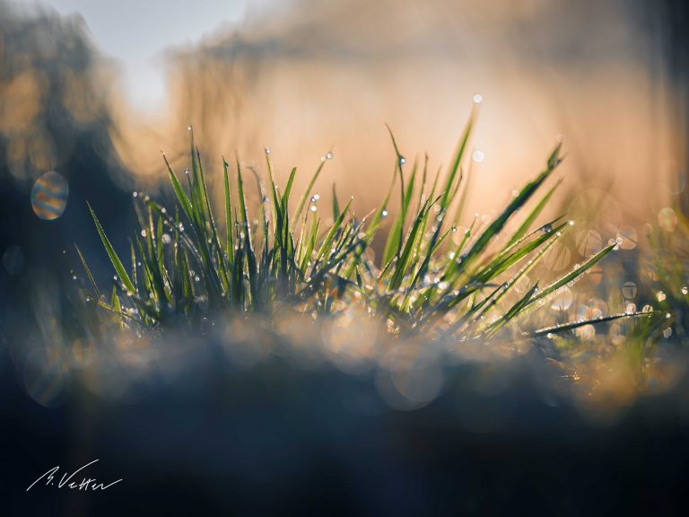 Gefrorene Grashalme im Sonnenaufgang