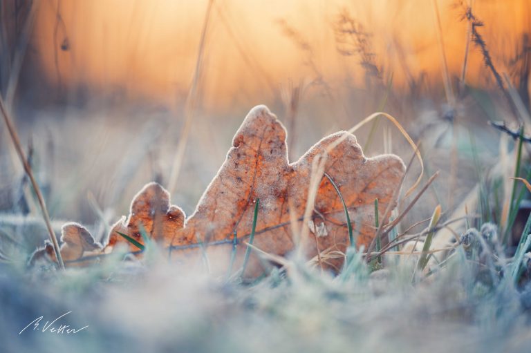 Gefrorenes Blatt im Sonnenaufgang