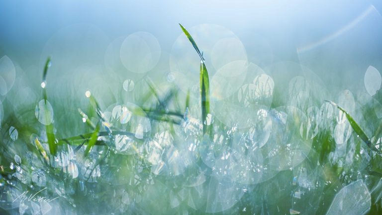 Grüne Wiese mit Frost und Tau im Sonnenaufgang