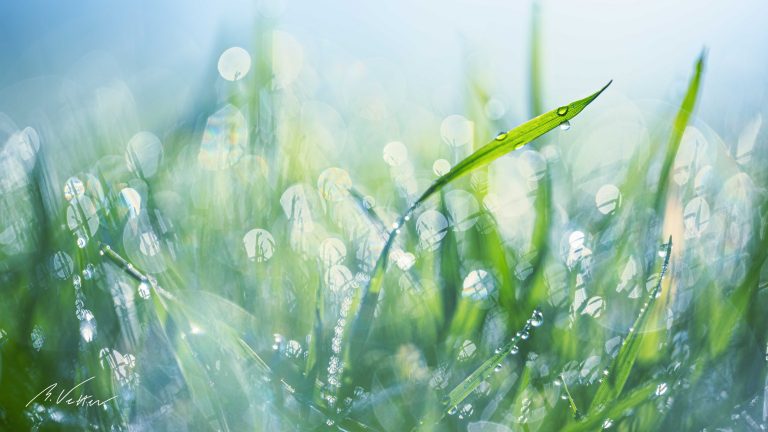 Grüne Wiese mit Frost und Tau im Sonnenaufgang