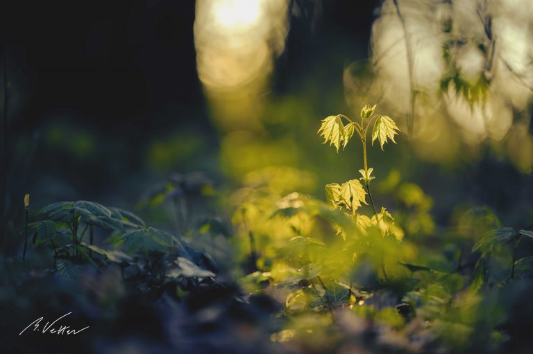 Baum im Sonnenaufgang