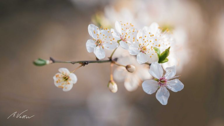 Weiße Blüten