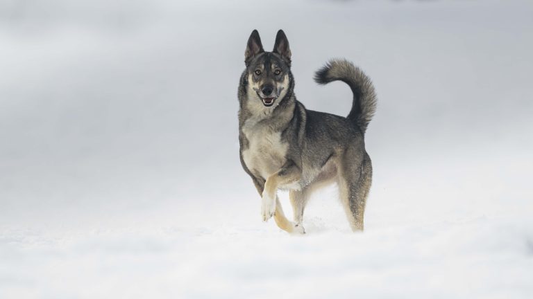 Schäferhund Husky Mix (Kimba)