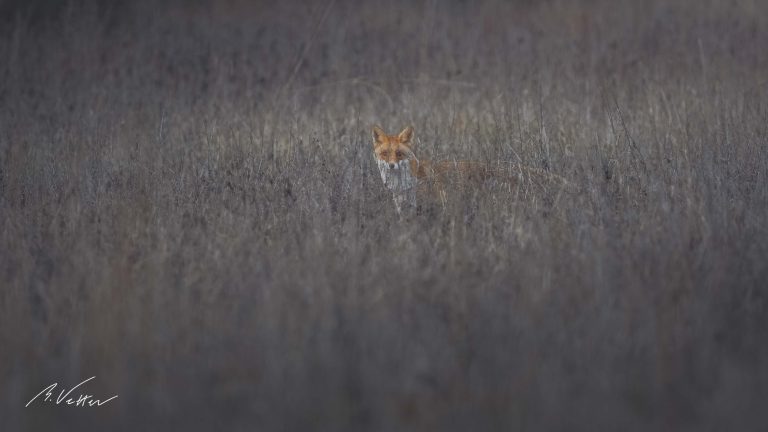 Rotfuchs (Vulpes vulpes)