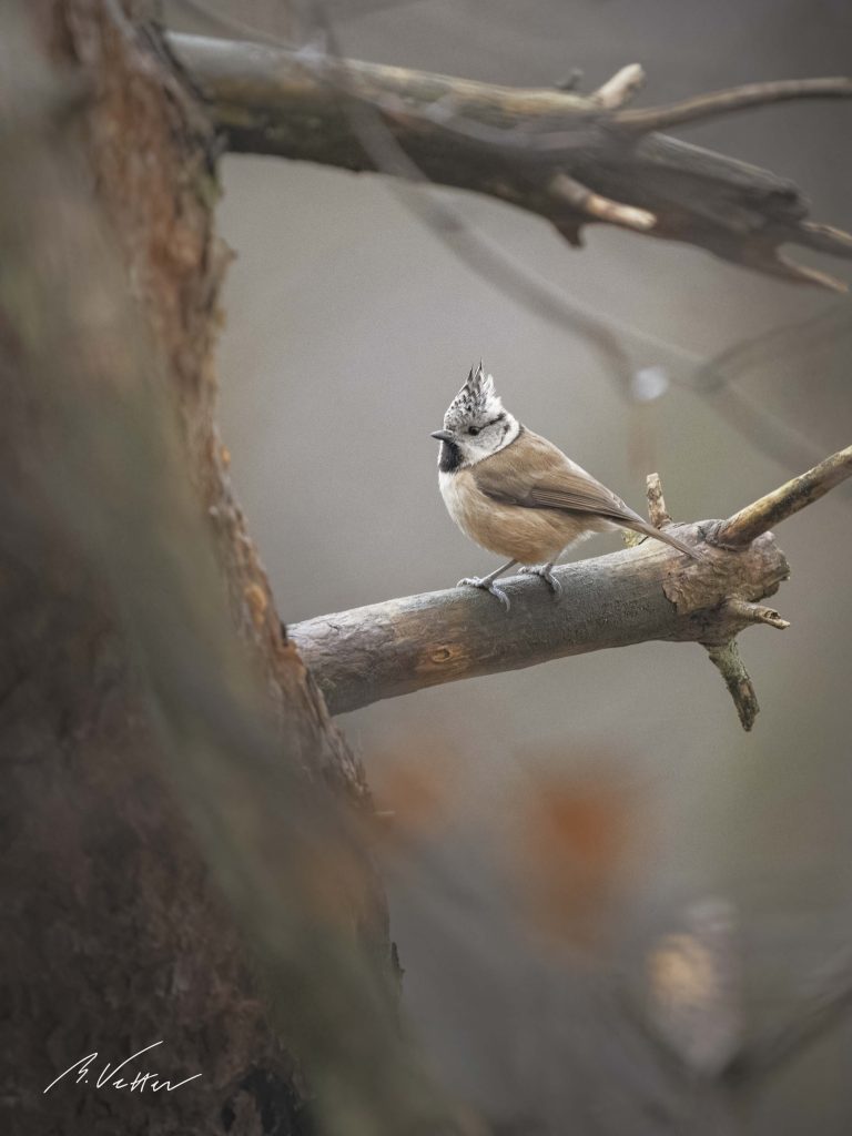 Haubenmeise (Lophophanes cristatus)