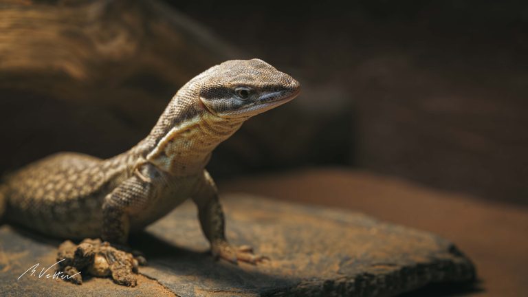 Zwergwaran (Varanus primordius)