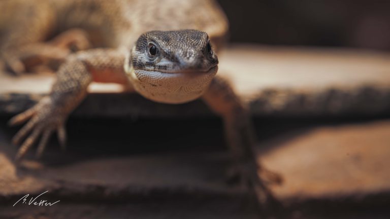 Zwergwaran (Varanus primordius)