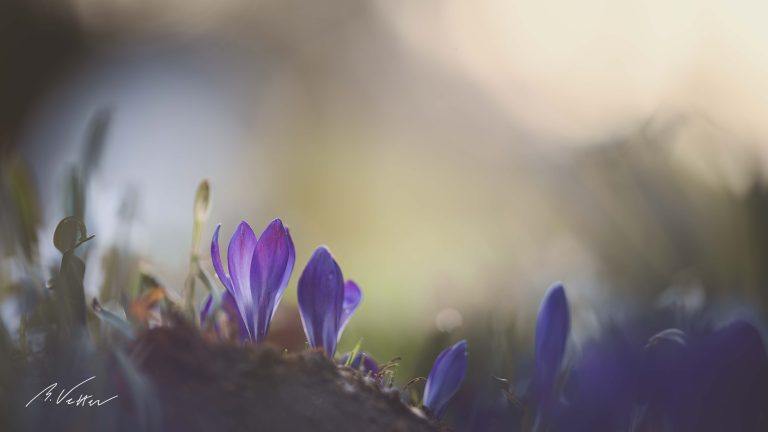 Krokus,  Schwertliliengewächse (Iridaceae)