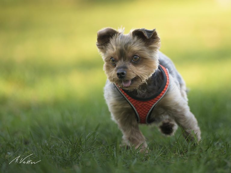 Yorkshire Terrier (Shari)