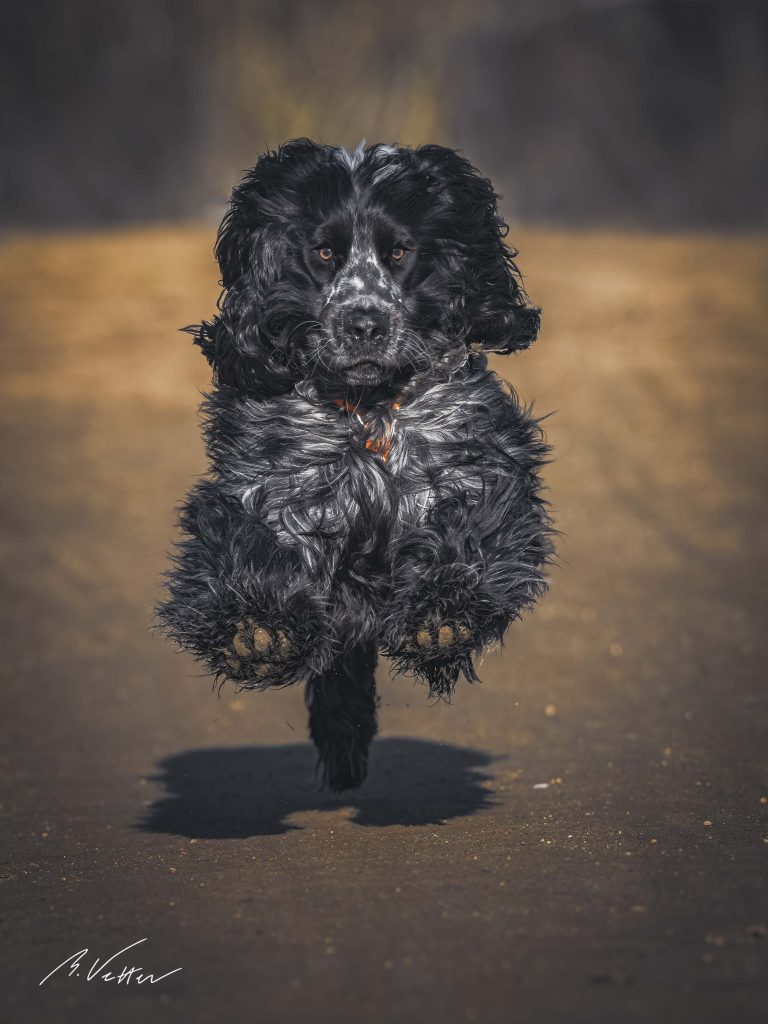 Spaniel (Junior)