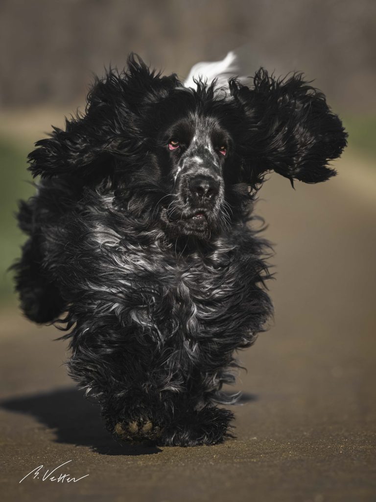 Spaniel (Junior)