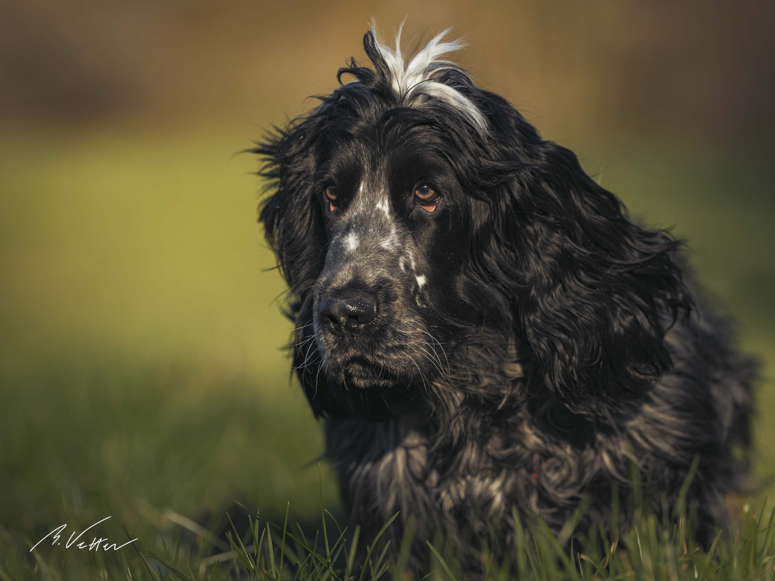 Spaniel (Junior)