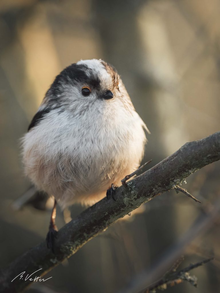 Schwanzmeise (Aegithalos caudatus)