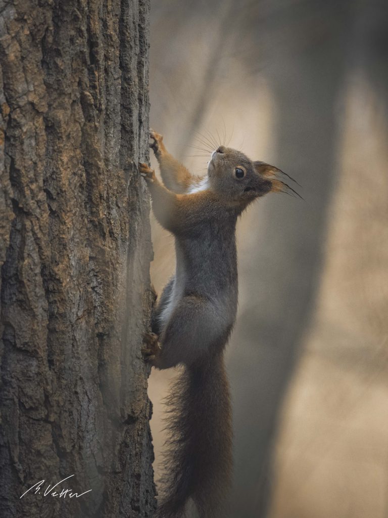 Eichhörnchen (Sciurus)