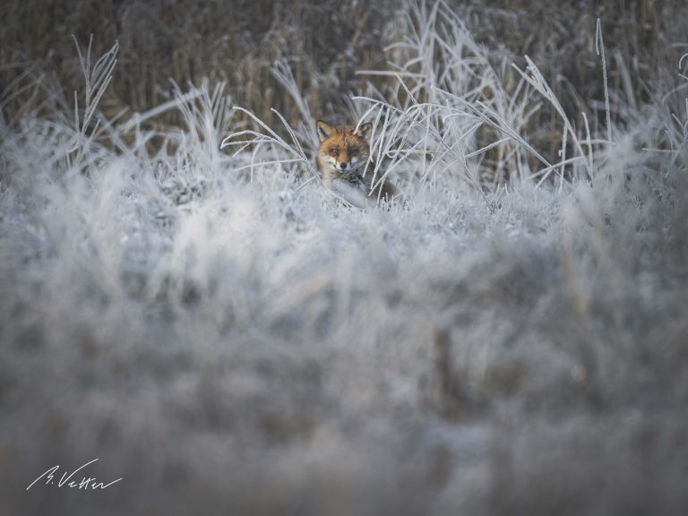 Rotfuchs (Vulpes vulpes) im Schnee