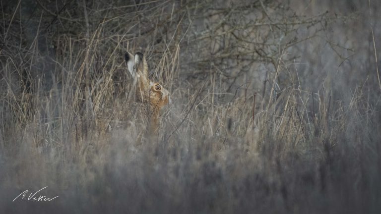 Feldhase (Lepus europaeus)