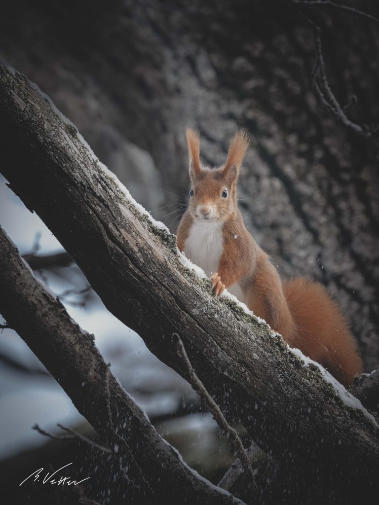 Eichhörnchen (Sciurus) auf einem Baum im Winter