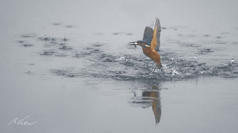 Eisvogel (Alcedo atthis) mit einem Fisch