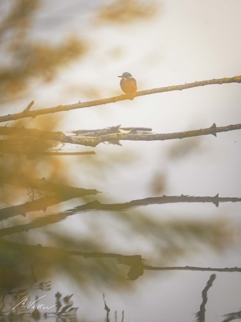 Eisvogel auf einem Ast(Alcedo atthis)