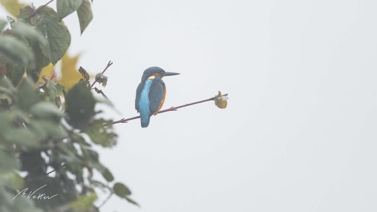 Eisvogel auf einem Ast(Alcedo atthis)