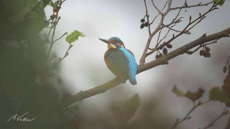 Eisvogel auf einem Ast(Alcedo atthis)