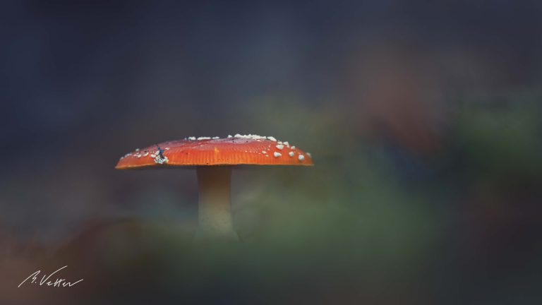 Fliegenpilz (Amanita muscaria)