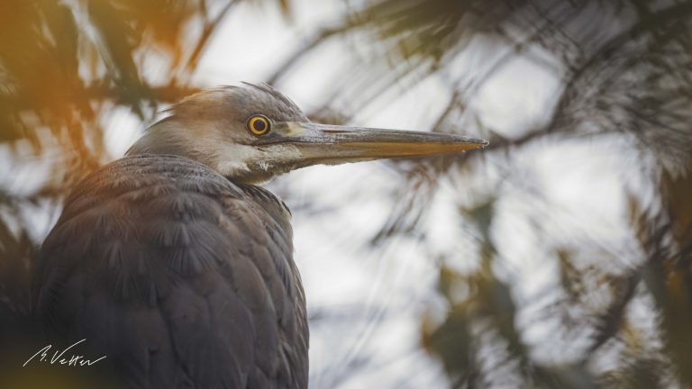 Graureiher (Ardea cinerea) Jungtier