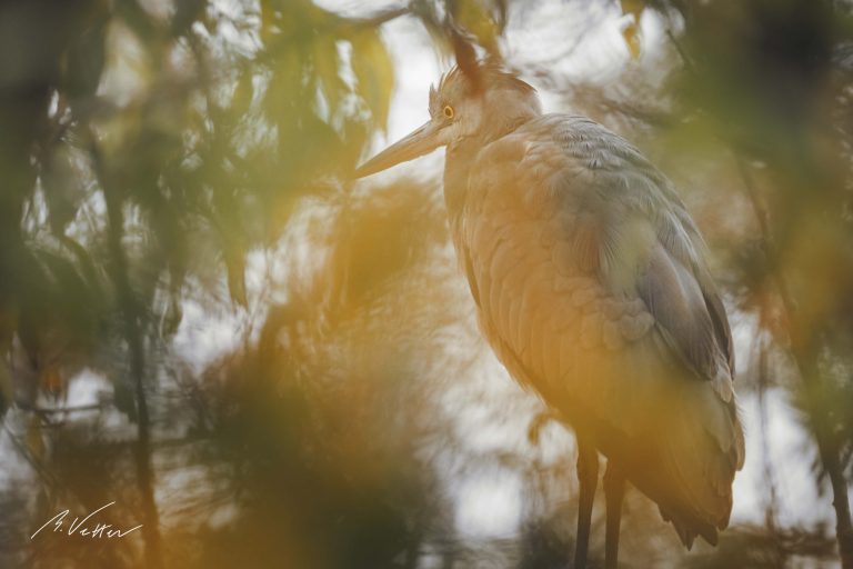 Graureiher (Ardea cinerea) Jungtier