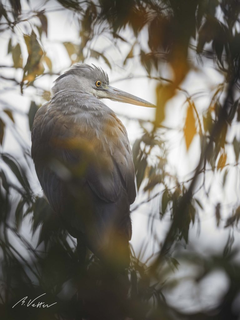 Graureiher (Ardea cinerea) Jungtier