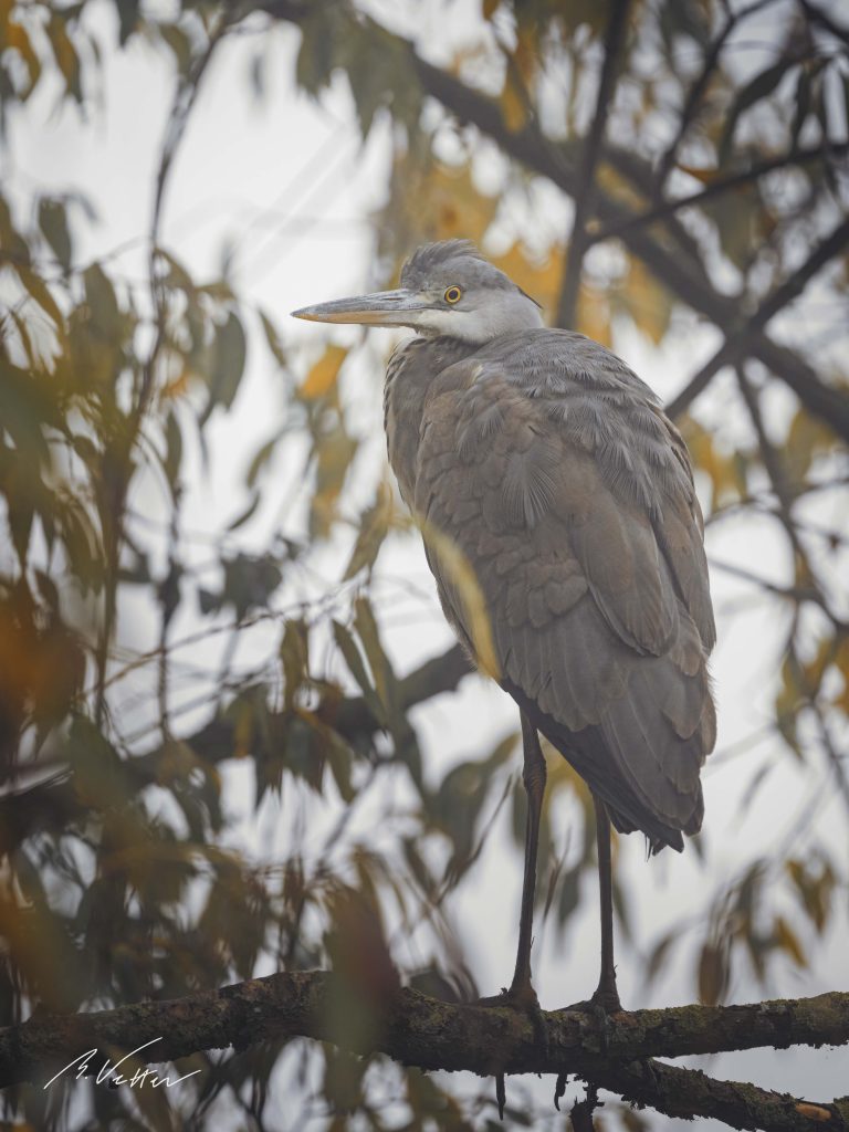 Graureiher (Ardea cinerea) Jungtier