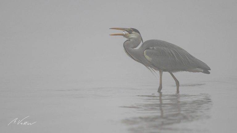 Graureiher (Ardea cinerea) im Nebel