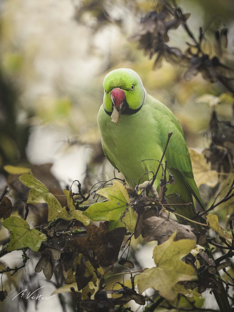 Halsbandsittich (Psittacula krameri) auf einem Ast