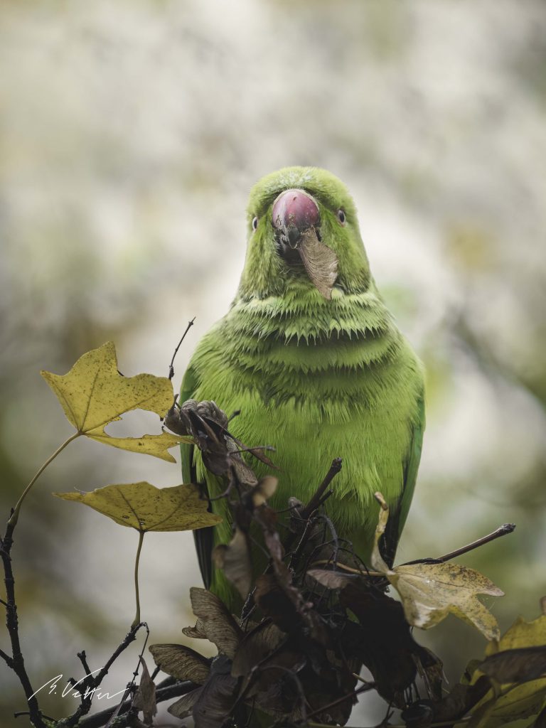 Halsbandsittich (Psittacula krameri) auf einem Ast