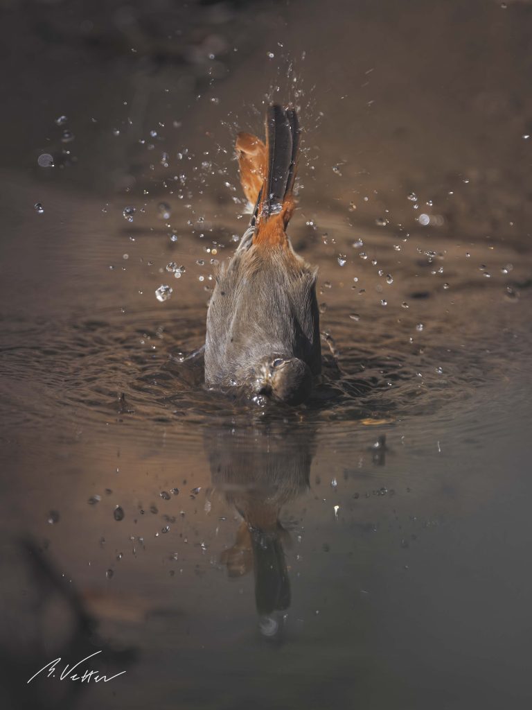 Hausrotschwanz (Phoenicurus ochruros) beim Baden