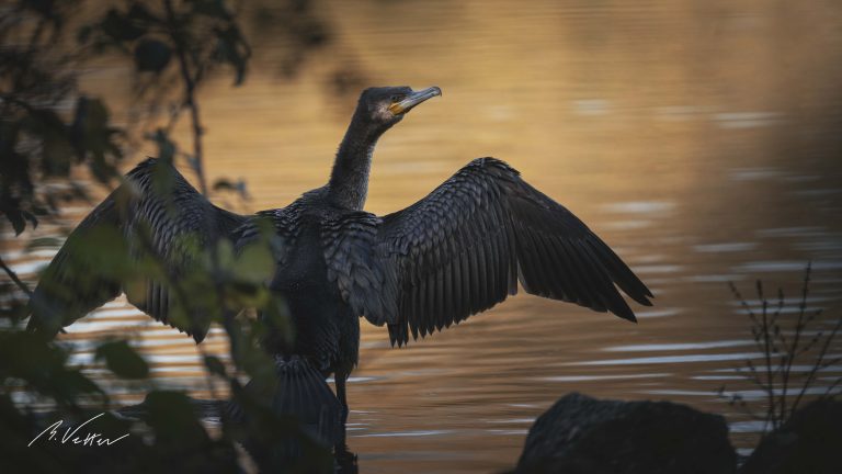 Kormoran (Phalacrocorax carbo) an einem Flussufer